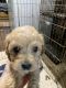 Cockapoo Puppies for sale in Irvine, KY 40336, USA. price: $700