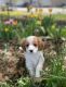 Cockapoo Puppies for sale in South Jordan, UT, USA. price: NA