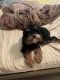 Cockapoo Puppies for sale in Glendale, AZ, USA. price: $1,000