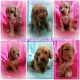 Cockapoo Puppies for sale in Fremont, OH 43420, USA. price: $900