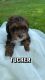 Cockapoo Puppies for sale in Dundee, OH 44624, USA. price: NA