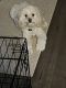 Cockapoo Puppies for sale in Youngstown, OH, USA. price: $500