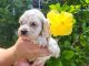 Cockapoo Puppies for sale in Tiverton, RI, USA. price: $1,500
