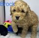 Cockapoo Puppies for sale in St. Augustine, FL, USA. price: NA