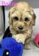 Cockapoo Puppies for sale in St. Augustine, FL, USA. price: $1,295