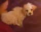 Cockapoo Puppies for sale in Reisterstown, MD, USA. price: $500