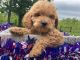 Cockapoo Puppies for sale in Manchester, TN 37355, USA. price: NA
