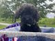 Cockapoo Puppies for sale in Manchester, TN 37355, USA. price: $705