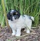 Cockapoo Puppies for sale in Stover, MO 65078, USA. price: $775