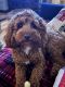 Cockapoo Puppies for sale in Ashland, OH 44805, USA. price: $800