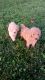 Cockapoo Puppies for sale in Lancaster, PA, USA. price: NA