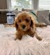 Cockapoo Puppies for sale in Indianapolis, IN, USA. price: $750