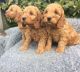 Cockapoo Puppies for sale in New York, NY, USA. price: $650