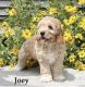 Cockapoo Puppies for sale in Fort Plain, NY, USA. price: NA
