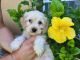 Cockapoo Puppies for sale in Fort Myers, FL, USA. price: $1,500