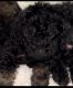 Cockapoo Puppies for sale in Casselberry, FL, USA. price: $1,600