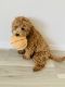 Cockapoo Puppies for sale in Fargo, ND, USA. price: $2,500