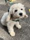 Cockapoo Puppies for sale in Mountain Grove, MO 65711, USA. price: NA