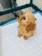 Cockapoo Puppies for sale in Hamilton, Baltimore, MD 21214, USA. price: $900