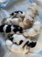 Cockapoo Puppies for sale in Rockford, IL, USA. price: $250,000