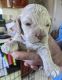 Cockapoo Puppies for sale in Clarksville, TN, USA. price: $1,800
