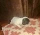 Cockapoo Puppies for sale in Butler County, KS, USA. price: NA