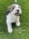Cockapoo Puppies for sale in Las Vegas, NV, USA. price: $1,000
