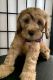 Cockapoo Puppies for sale in Florence, OR 97439, USA. price: $1,000