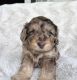 Cockapoo Puppies for sale in Cleveland, GA 30528, USA. price: $1,500