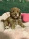 Cockapoo Puppies for sale in Palm Shores, FL 32940, USA. price: $1,900