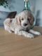Cockapoo Puppies for sale in London, ON, Canada. price: $799