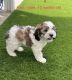 Cockapoo Puppies for sale in Las Vegas, NV, USA. price: $1,000