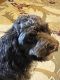 Cockapoo Puppies for sale in Puckett, MS, USA. price: $1,500