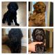 Cockapoo Puppies for sale in Kankakee, IL, USA. price: $1,500