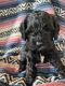 Cockapoo Puppies for sale in 3409 W Gracy Rd, McHenry, IL 60050, USA. price: NA