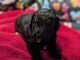 Cockapoo Puppies for sale in Boise, ID, USA. price: $1,200