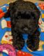 Cockapoo Puppies for sale in Clarksville, TN 37040, USA. price: NA
