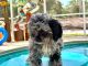 Cockapoo Puppies for sale in New York, NY 10080, USA. price: $650