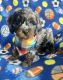Cockapoo Puppies for sale in Berrien Springs, MI 49103, USA. price: $500