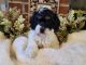 Cockapoo Puppies for sale in Fort Myers, FL, USA. price: $1,500