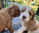 Cockapoo Puppies for sale in Sydney NSW, Australia. price: $1,900
