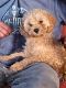Cockapoo Puppies for sale in South Bend, IN 46628, USA. price: $1,500