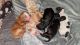 Cockapoo Puppies for sale in Pocatello, ID, USA. price: $1,500