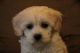 Cockapoo Puppies for sale in New York City, New York. price: $550