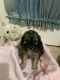 Cockapoo Puppies for sale in Hendersonville, Tennessee. price: $600