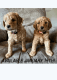 Cockapoo Puppies for sale in Abbotsford, British Columbia. price: $1,500