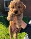 Cockapoo Puppies for sale in Manchester, New Hampshire. price: $550