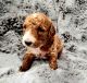 Cockapoo Puppies for sale in Plainfield, Illinois. price: $1,500