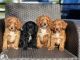 Cockapoo Puppies for sale in Denver, Colorado. price: $400