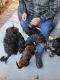 Cockapoo Puppies for sale in Lansing, Michigan. price: $950